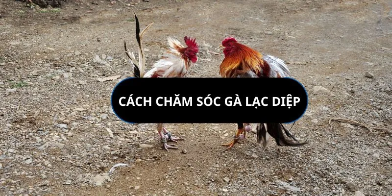cach-cham-soc-ga-vay-lac-diep