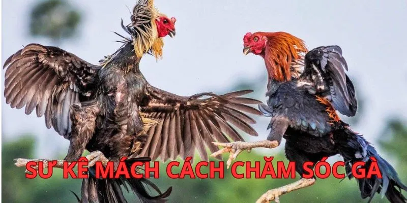cach-cham-soc-ga