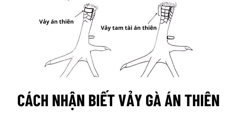 cach-nhan-biet-vay-ga-an-thien