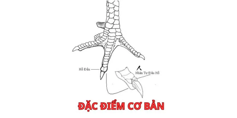 dac-diem-co-ban