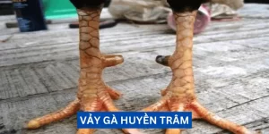 vay-ga-huyen-tram