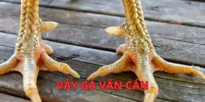 vay-ga-van-can